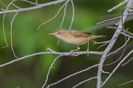 Sykes's Warbler