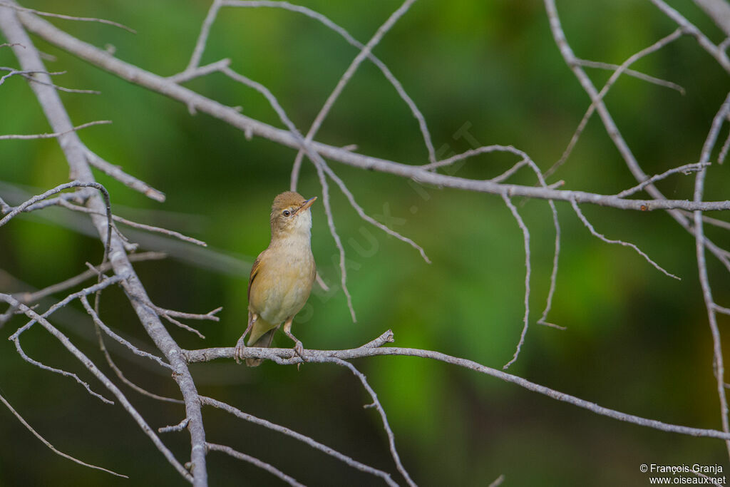 Sykes's Warbler