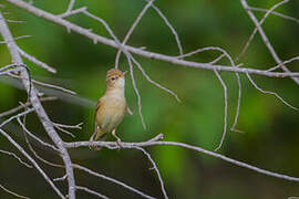 Sykes's Warbler