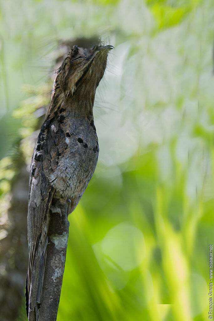 Common Potoo