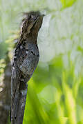 Common Potoo