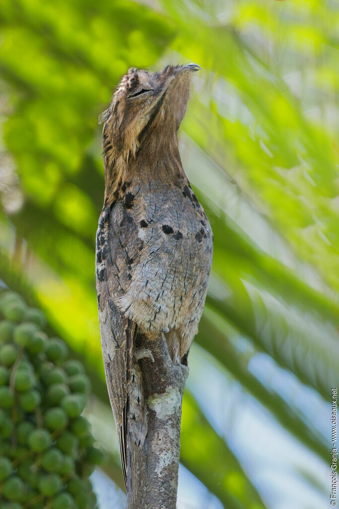 Common Potoo