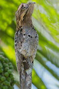 Common Potoo