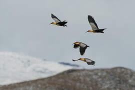 Black-faced Ibis