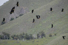 Black-faced Ibis