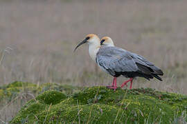 Black-faced Ibis