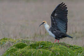 Black-faced Ibis