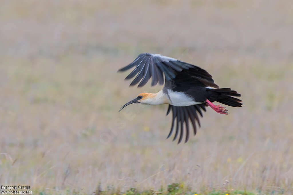 Black-faced Ibisadult, Flight