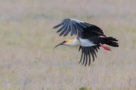 Black-faced Ibis