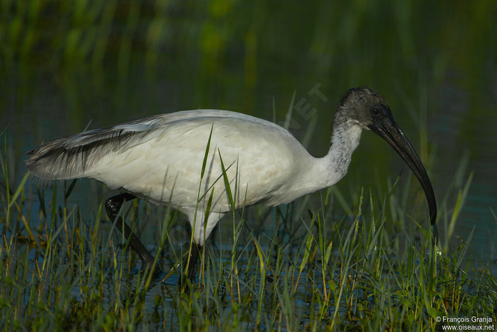 Ibis à tête noire