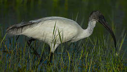 Ibis à tête noire