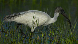 Black-headed Ibis