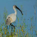 Ibis à tête noire