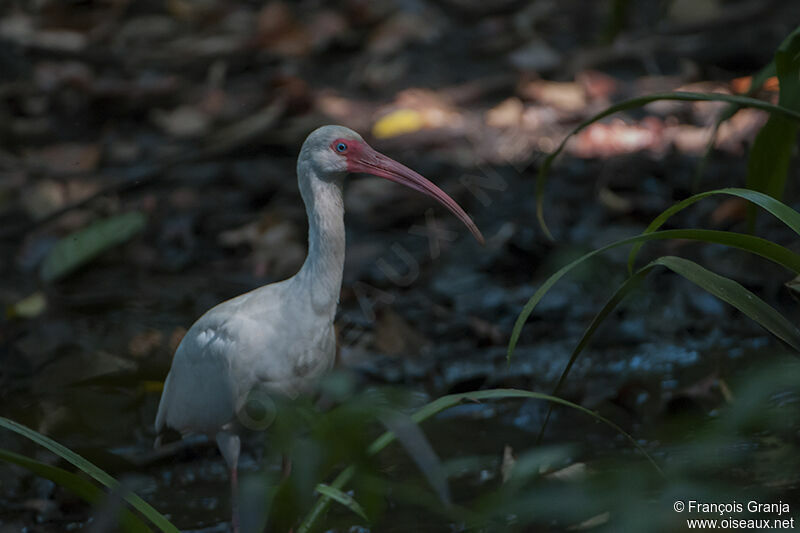 Ibis blancadulte