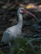 Ibis blanc