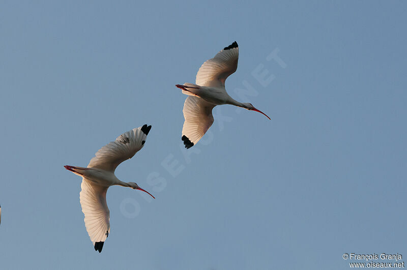 Ibis blancadulte