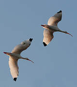 American White Ibis