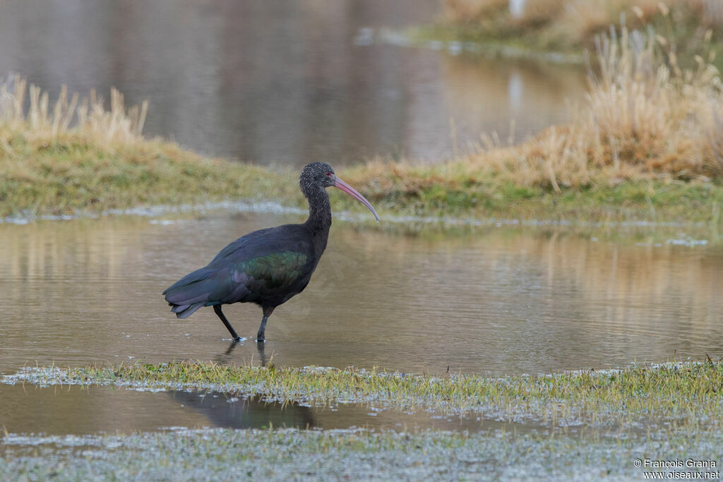 Ibis de Ridgway