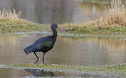 Ibis de Ridgway