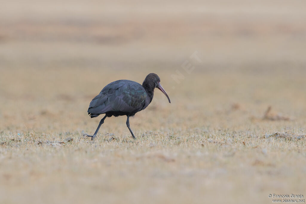 Puna Ibis