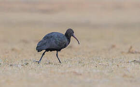 Puna Ibis