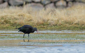 Ibis de Ridgway