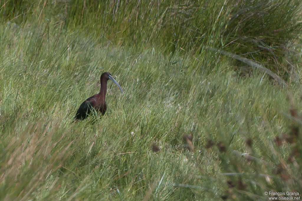 Ibis falcinelleadulte