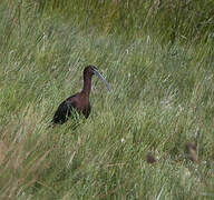 Glossy Ibis