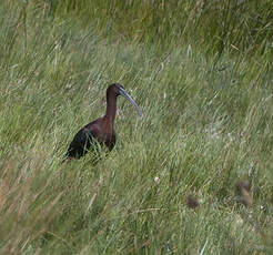 Ibis falcinelle