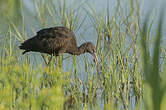 Ibis falcinelle