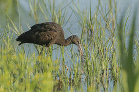 Glossy Ibis