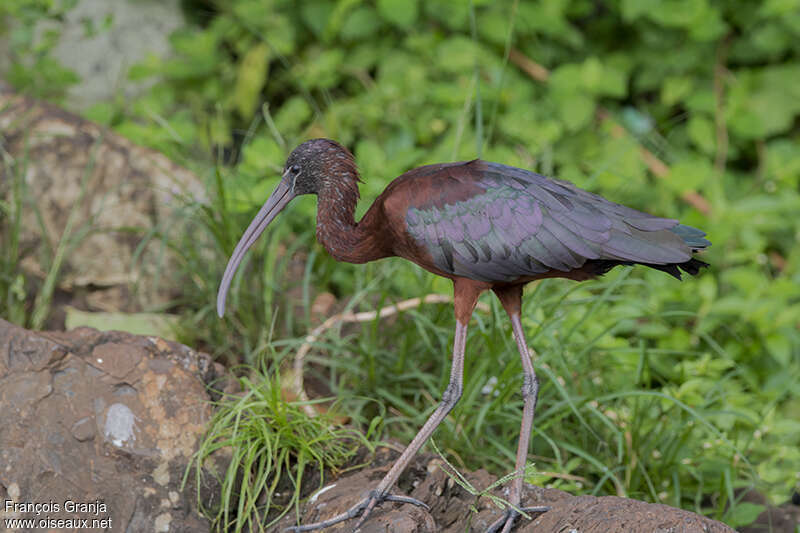 Ibis falcinelleadulte transition, identification