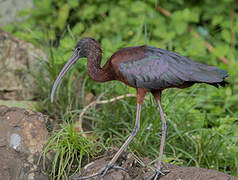 Glossy Ibis