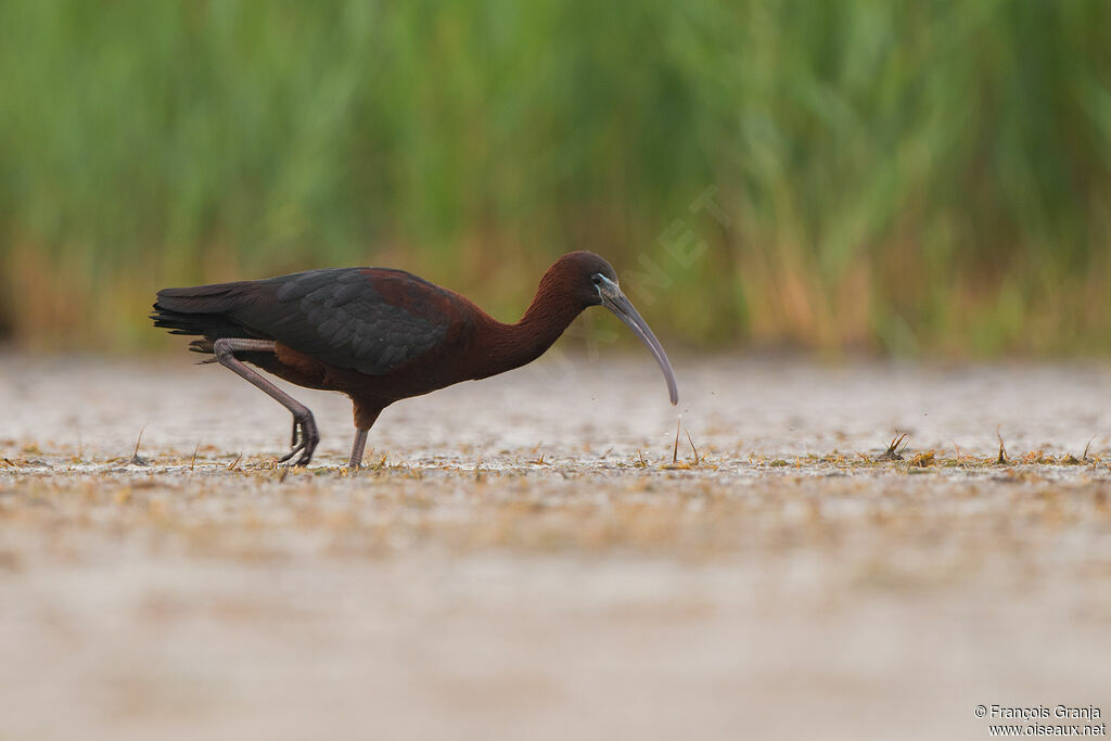 Ibis falcinelle