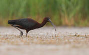 Ibis falcinelle