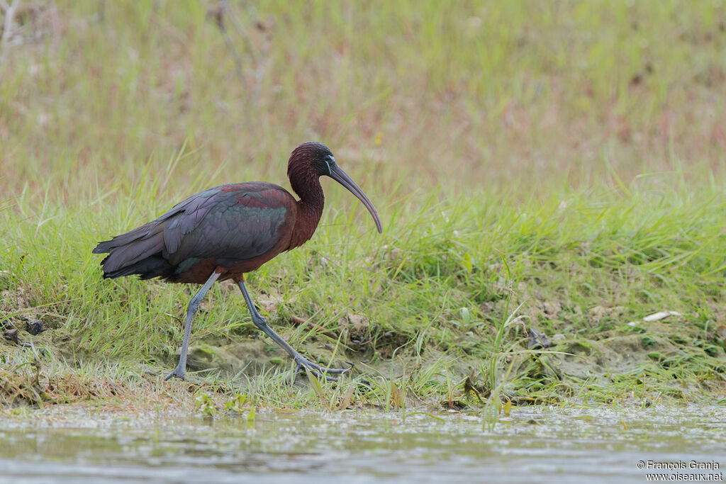 Glossy Ibis