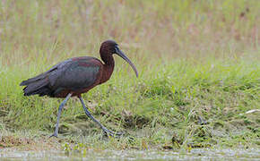 Glossy Ibis