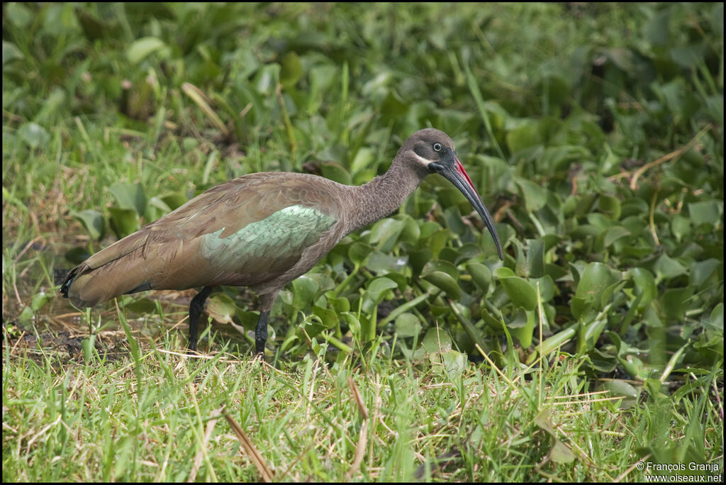 Ibis hagedash