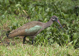 Hadada Ibis