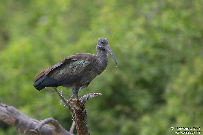 Ibis hagedashadulte