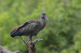 Hadada Ibis