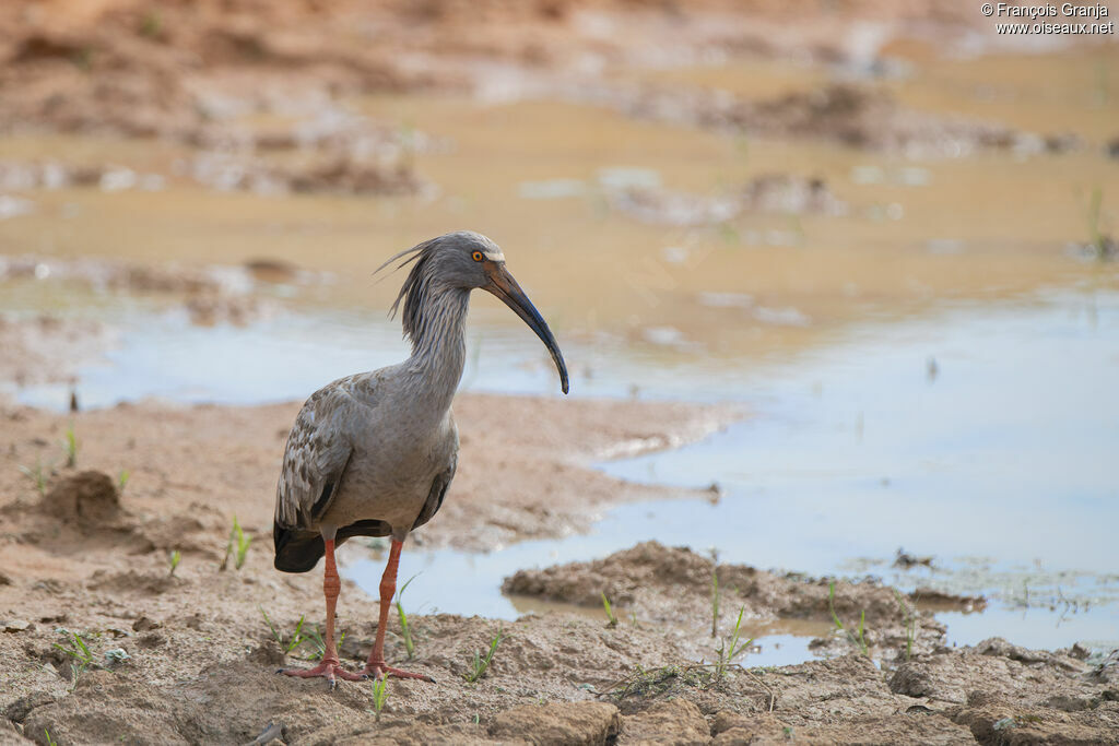 Plumbeous Ibis