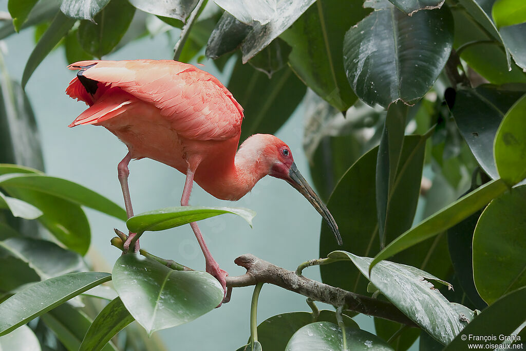 Scarlet Ibisadult