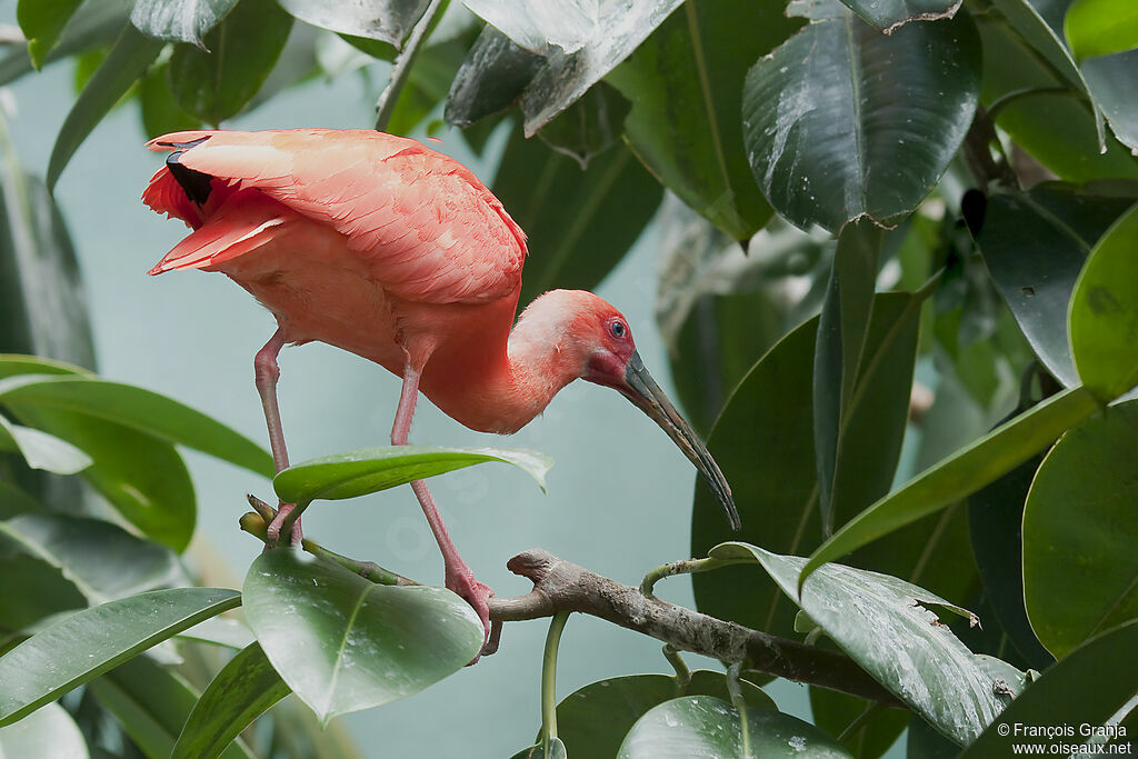 Ibis rougeadulte