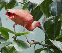 Scarlet Ibis