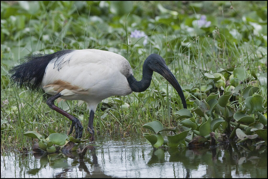 African Sacred Ibis