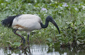 African Sacred Ibis