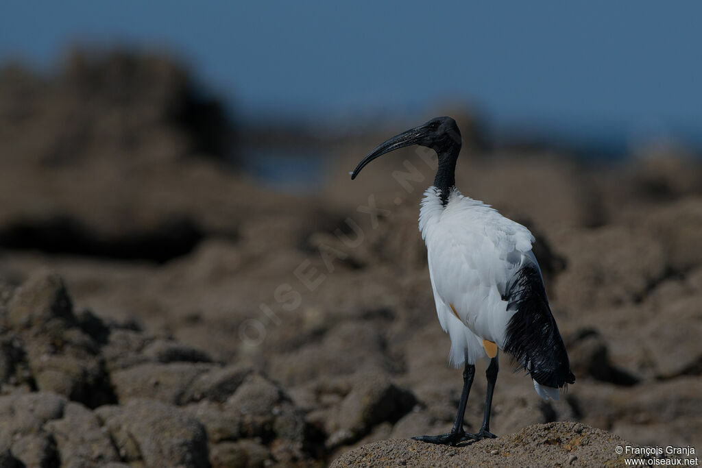 African Sacred Ibis