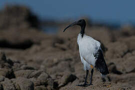 African Sacred Ibis