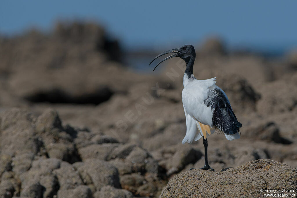 African Sacred Ibis